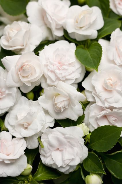 Double Impatiens, Container Gardening Flowers, White Plants, Moon Garden, Night Garden, Garden Photography, White Gardens, Shade Garden, Garden Styles