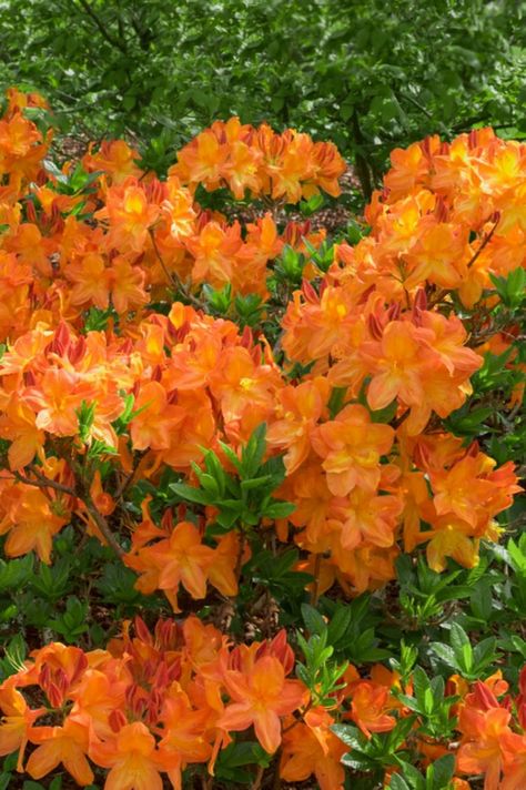 Azalea Wallpaper, Azaleas Landscaping, Azalea Plant, Shrubs For Landscaping, Azalea Bush, Best Wallpaper Hd, Diy Garden Fountains, Garden Fountains, Wallpaper Collection