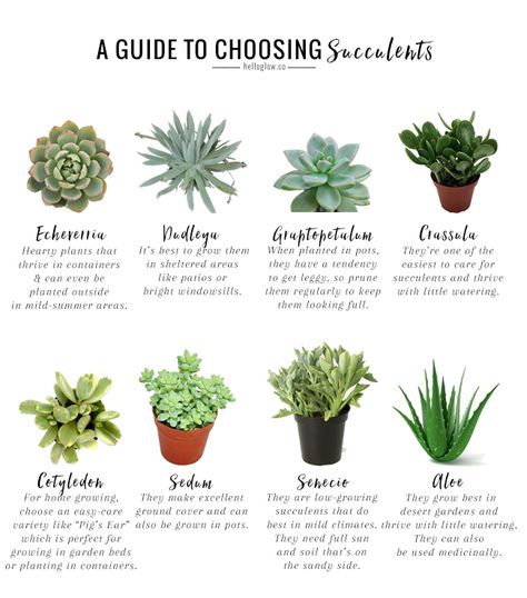 The No-Fail Guide to Choosing   Growing Succulents | http://helloglow.co/growing-succulents-guide/ Best Succulents For Indoors, How To Take Care Of Succulents, How To Grow Succulents, How To Care For Succulents, How To Plant Succulents, Succulent Care Indoor, Indoor Succulent Garden, Succulents Care, Different Types Of Succulents