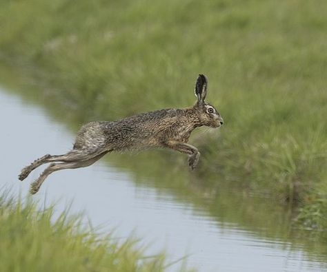 Leaping Hare Photo, Rabbit Anatomy, Hare Pictures, Leaping Hare, Hare Painting, Wild Rabbit, Jack Rabbit, Types Of Animals, Rabbit Art