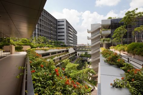 RMJM · Khoo Teck Puat Hospital · Divisare Outdoor Bridges, Biophilic Architecture, Healthcare Architecture, Chief Architect, Biophilic Design, Hospital Design, Healthcare Design, Green Architecture, Garden City