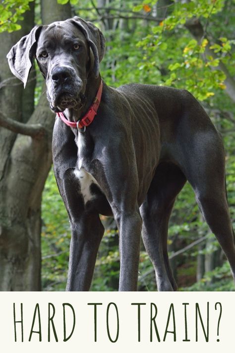 If you're thinking about getting a Great Dane then you may find yourself wondering if they're hard to train. Lucky for you we've got a list of tips and trick that work for puppies and adults alike. #greatdane #dogtraining Great Dane Size, Blue Great Danes, Tips And Trick, Dane Puppies, Dog Enrichment, Great Danes, Great Dane Puppy, Daisy Mae, Great Dane Dogs