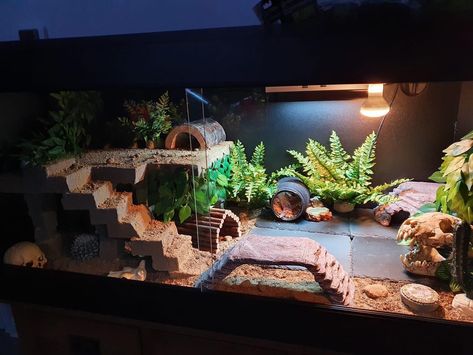 Leopard Gecko Tank Setup Ideas, Snail Vivarium, Leopard Gecko Habitat Ideas, Leopard Gecko Terrarium Ideas, Reptile Aesthetic, Leopard Gecko Setup, Bearded Dragon Tank Setup, Reptile Background, Crested Gecko Habitat