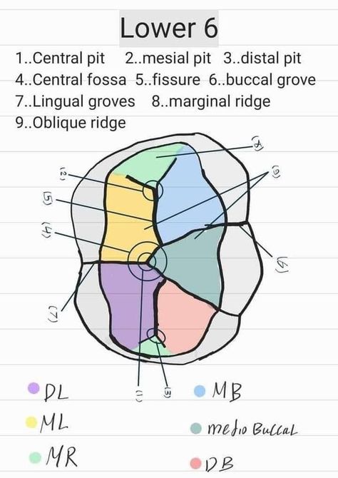 Dental Assistant Study Guide, Dental Charting, Dental Hygienist Graduation, Dental Assistant School, Dental Assistant Study, Teeth Anatomy, Dental Hygiene Student, Dental Assisting, Dental Videos