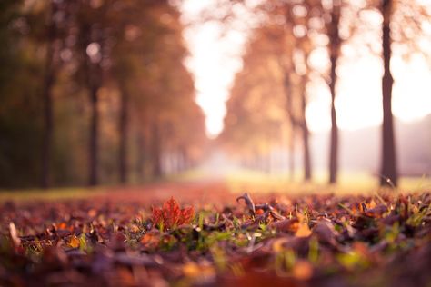 Desktop Background Images, Fb Cover Photos, Fall Images, Iphone Wallpaper Fall, Fall Background, Focus Photography, Autumn Nature, Tree Wallpaper, Vintage Fall