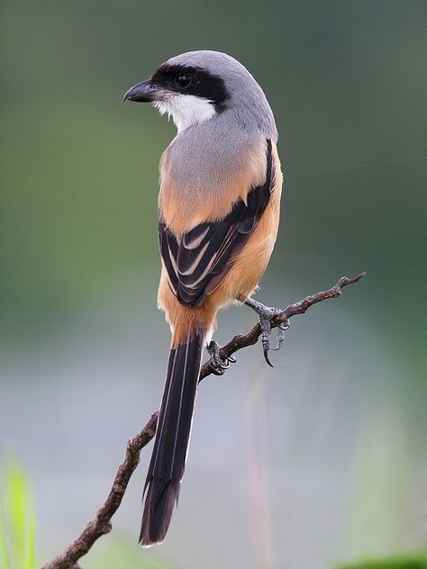 Loggerhead Shrike, Animals Portrait, Fly Bird, Birds Beautiful, Animal References, Most Beautiful Birds, Kinds Of Birds, Lovely Creatures, Rare Animals