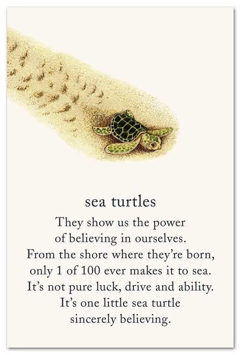 Kutek Disney, Turtle Love, Flower Meanings, Symbols And Meanings, Spiritual Symbols, Flower Quotes, A Turtle, Meaning Of Life, Sea Turtles