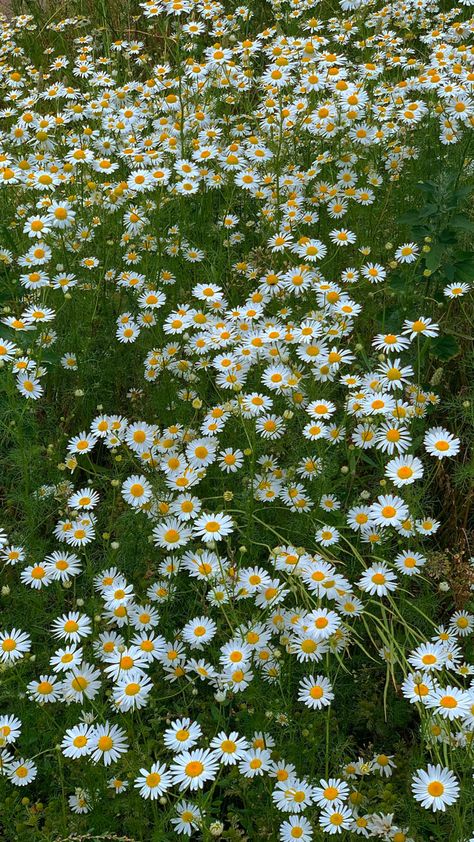 White Flowers Video, White Flowers Field, Tubbo Aesthetic, White Flower Field, Field Full Of Flowers, Chamomile Field, Yellow Flower Field, Flowers Field, Daisy Field