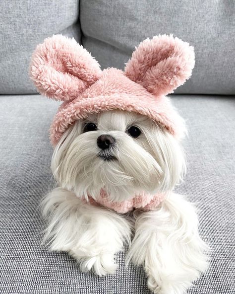 Bichon Maltese, Maltese Terrier, Cute Dog Outfits, Maltese Aesthetic, Maltese Wallpaper, Maltese Brown, Baby Maltese, Maltese Dogs Brown, Aesthetic Maltese Dog