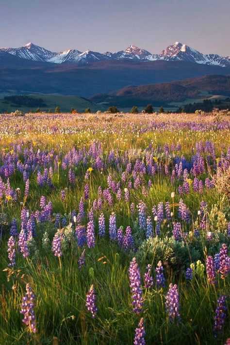 Glamping at Rock Creek Ranch in Philipsburg, Montana, looks like this. Oh, Montana you are so beautiful! Philipsburg Montana, Flower References, Big Sky Country, Alam Yang Indah, Nature Aesthetic, Flower Field, Pretty Places, 그림 그리기, Adventure Time