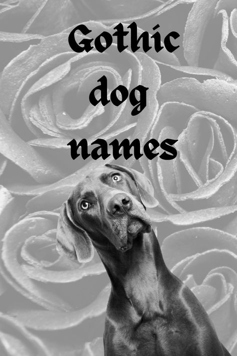 180 Goth Dog Names: Darkly Romantic Choices for Your Pup Pets Names Unique, Unique Pets To Own, Scary Dog Names Male, Scary Names For Dogs, Scary Dog Breeds, Goth Dog Names, Cool Pets To Own, Witchy Dog Names, Goth Nicknames