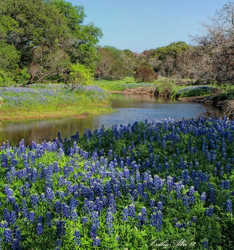 Burnet Texas, Texas Artwork, Texas Wall Art, Blue Bonnet, Texas Bluebonnets, Loving Texas, Texas Art, Texas Hill Country, Blue Bonnets