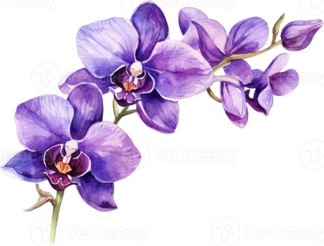 Orchid Flower Drawing, Watercolor Orchids, Orchid Watercolor, Orchid Illustration, Orchid Drawing, Orchid Wall Art, Orchids Painting, Flower Costume, Botanical Flower Art