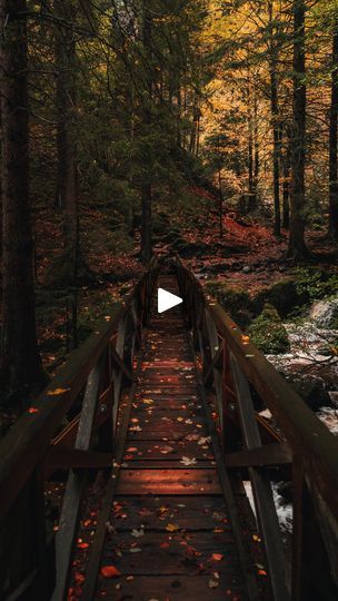 125K views · 86K reactions | Walking through a fairy tale forest 😲 
.
📍 Blackforest - Germany 🇩🇪
.
#cinematic #nature #moody #blackforest #forestlovers #germany | Tom | Outdoor & Travel | David Arkenstone · The Secret Wedding (Love Theme From "Braveheart") Blackforest Germany, Cinematic Nature, Fairy Tale Forest, Secret Wedding, Love Theme, A Fairy Tale, Black Forest, Outdoor Travel, Travel Dreams