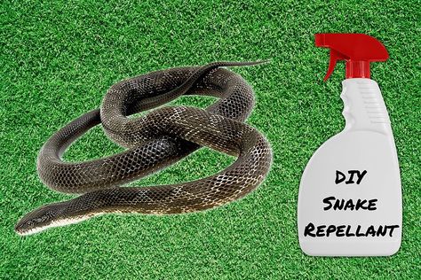 Repel Snakes In Yard, Natural Snake Repellent Homemade, How To Repel Snakes From Yard, Best Snake Repellent, Getting Rid Of Snakes In Yard, Get Rid Of Snakes Around House, Snake Repellent Diy, Keep Snakes Out Of Chicken Coop, How To Get Rid Of Snakes Around House