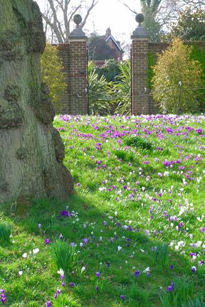 Spring Bulb Meadow, Crocus In Lawn, Bulb Meadow, Crocus Lawn, Naturalizing Bulbs, Bulb Lawn, Foxglove Garden, Natural Gardens, Spring Blooming Flowers