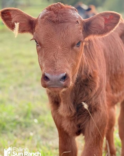 🍁 𝐅𝐚𝐥𝐥 𝐂𝐚𝐥𝐟 𝐍𝐮𝐦𝐛𝐞𝐫: 4️⃣. 𝐈𝐭’𝐬 𝐚 𝐆𝐢𝐫𝐥! 🍁 Momma Karen would like to introduce her newest addition. Meet sweet baby girl Ginger! She is the perfect red color for fall ♥️ #cowlove #cowsmakemehappy #cows #calves #Missouri #supportlocalbusiness #ranch #cattle #babymoo #cattleranch #moocow #fallvibes www.fallingsunranch.com #cowstagram #cowsofinstagram Sweet Baby Girl, Cattle Ranching, Number 4, Fall Vibes, Missouri, Red Color, A Girl, Ginger, Cow