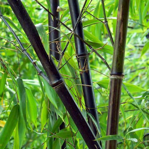 Diarmuid Gavin's top 30 plants to bring your garden to life - Independent.ie Full Shade Plants, Phyllostachys Nigra, Courtyard Plants, Clumping Bamboo, Bamboo Seeds, Bamboo Trees, Bonsai Seeds, Moso Bamboo, Flower Pot Garden