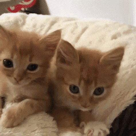 Making Biscuits Cat GIF - Making Biscuits Cat Kittens - Discover & Share GIFs Making Biscuits, Munchkin Cat, Kitten Care, Cute Animal Pictures, Cute Kittens, Funny Animal Pictures, Cat Gif, Beautiful Cats, Cute Funny Animals