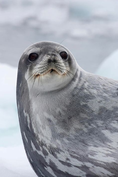 Weddell Seal Seal Pictures, Seal Reference, Seal Character Design, Antarctica Aesthetic, Seal Aesthetic, Seals Aesthetic, Seal Pfp Aesthetic, Seal Photography, Seals