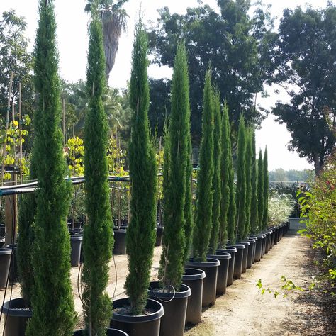 Sky Pencil Holly, Italian Cypress Trees, Holly Bush, Italian Cypress, Cupressus Sempervirens, Low Maintenance Landscaping, Italian Villa, Cypress Trees, Garden Features