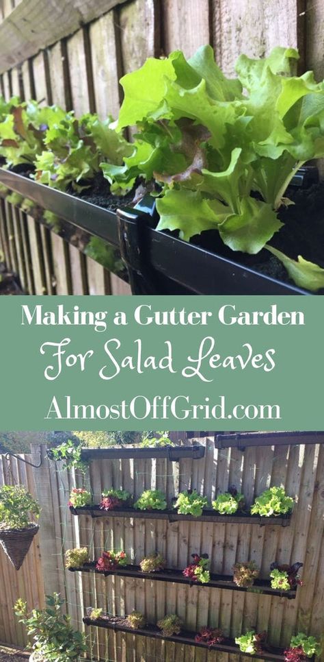 Growing Salad, Hanging Plants Outdoor, Gutter Garden, Make Your Own Wine, Growing Lettuce, Beautiful Salad, Salad Leaves, Fresh Salad, Garden Fencing