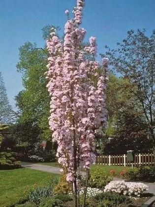 Japanese Flagpole Flowering Cherry Tree ‘Flagpole’ Japanese flowering cherry is a narrow, columnar tree is perfect for those with limited space. In April and May, the upright branches are adorned with large, pale pink flowers. Bronze-green foliage turns to mid-green and then bursts into orange and red autumn color. If you have the space for it, ‘Flagpole’ is a stunning, slender option for your small garden bringing dramatic interest in all four seasons.   #FlagpoleCherry #FloweringCherry Small Trees For Garden, Trees For Front Yard, Cheap Landscaping Ideas, Small Yard Landscaping, Backyard Trees, Landscaping Trees, Flowering Cherry Tree, Columnar Trees, Privacy Landscaping