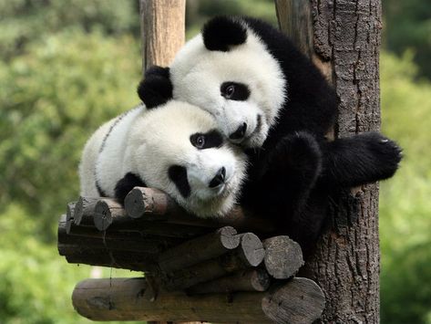 Old Wedding Photos, Panda Images, Animal Hugs, Heartwarming Pictures, Sofa Soft, What Cat, Image Nature, Cuddly Animals, Giant Panda