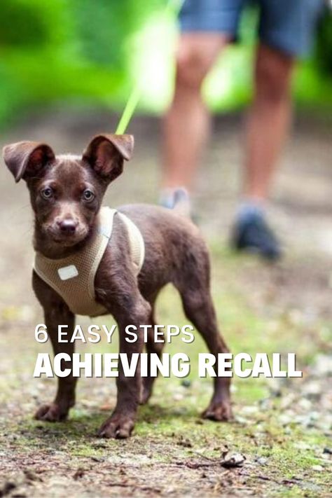 Teach your puppy a reliable recall with these 6 easy steps!

 Master the art of getting your dog to come when called both indoors and outdoors. 

Learn why recall training is crucial for every dog owner and how it can keep your pup safe and responsible. 

Find answers to common questions about recall and discover effective techniques for teaching recall without relying solely on treats. Reactive Dog, Dog Whistle, Training Your Puppy, German Shepherd Puppies, Puppy Training, Easy Step, Dog Owners, The Great Outdoors, Train