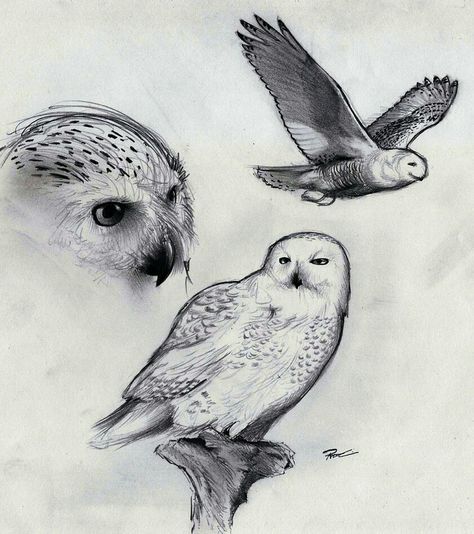 Hedwig sketches Harry Potter Owl Drawing, Snowy Owl Tattoo, Hedwig Tattoo, Tat Sleeve, Owl Drawing Simple, Harry Potter Creatures, Harry Potter Sketch, Owl Sketch, Owl Drawing