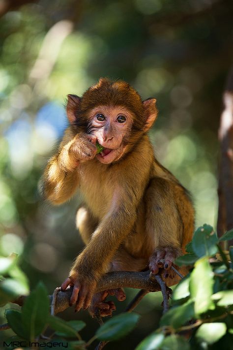 Cheeky Monkey Cheeky Monkey, Group Of Monkeys, Funny Monkey Memes, Indian Monkey Photography, Ape Monkey, Monkey Memes Hilarious, Getting Him Back, Primates, Male Face