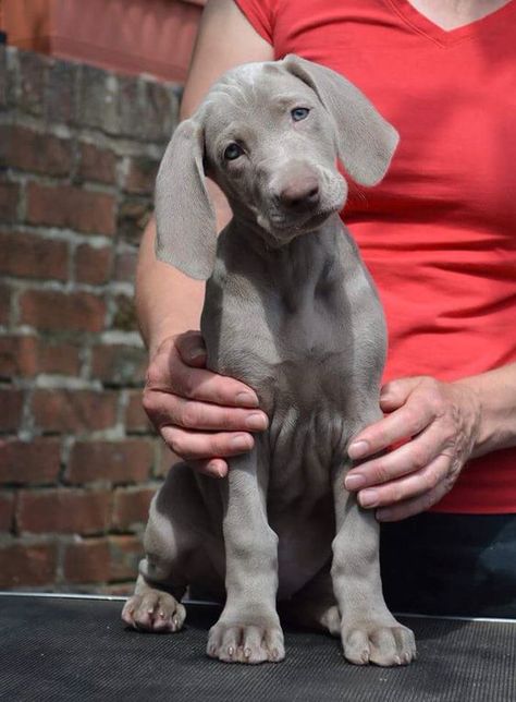 Gray Cottage, Weimaraner Puppies, Puppies Cute, Weimaraner Dogs, Weimaraner, Cute Dogs And Puppies, Puppy Pictures, Doberman, Beautiful Dogs