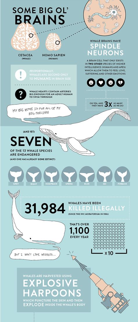 Whale Infographic Animal Infographic, Infographic Layout, Infographic Inspiration, Infographic Design Layout, Visual Story, Graphic Design Infographic, Infographic Poster, Infographic Design Inspiration, Plakat Design