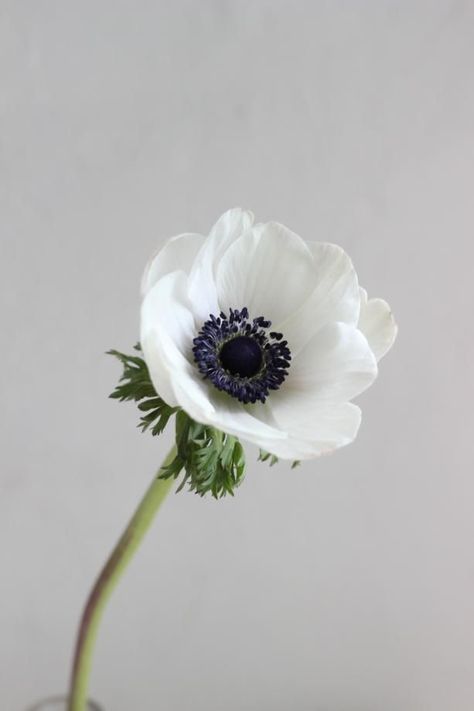 Anenome Flower, Tattoo Colour, Black And White Tattoo, Flowers Black And White, White Anemone, Anemone Flower, Flowers Black, Small White Flowers, White Tattoo