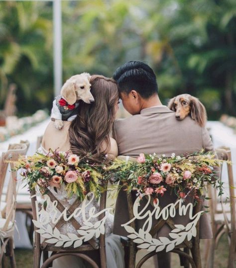 Dachshund Wedding Ideas, Dog At Wedding Ideas, Wedding Dachshund, Dog In Wedding Ideas, Wedding With Dog, Dog Wedding Photos, Dachshund Wedding, Apple Orchard Wedding, Dog Wedding Outfits