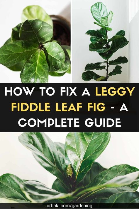 A fiddle-leaf fig (Ficus Lyrata) with long legs or unstable growth usually indicates inadequate lighting. A healthy and happy fig with a violin sheet requires a lot of light. When the plant doesn't get enough light, it begins to look leggy. Other causes of legginess in fiddle leaf figs are improper fertilization, sudden temperature change, and root binding. The fiddle-leaved fig tree is a beautiful giant that can grow tall and bulky thanks to its large green leaves. The popularity of the... Giant Fiddle Leaf Tree, Leggy Fiddle Leaf Fig, Fiddle Fig Tree, Fiddle Tree, Big Planters, Types Of Houseplants, Fiddle Leaf Tree, Fig Plant, Fiddle Fig