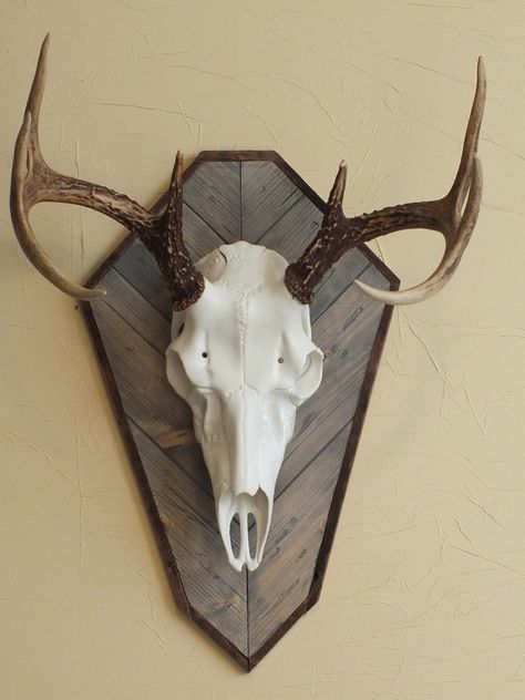 Deer Head Plaque Ideas, European Mount Plaque Ideas, Euro Skull Mount Ideas, Deer Mount Plaque Ideas, Euro Deer Mount, Deer Plaque Ideas, European Mount Plaque, European Mount Decor, Antler Mount Ideas