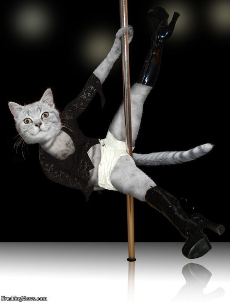 Pole Dancing Videos, Dancing Animals, Pole Dance Moves, Dancing Cat, Cat People, Cartoon Dog, Pole Dancing, Crazy Cat Lady, Cat Pics