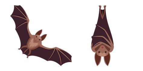 The Bat is a small mammal that is nocturnal. Bats stand out among other mammals in that they can fly and rest while hanging upside down. Bats have poor eyesight, they navigate by echolocation. The cute small flying animal in the form of a Bat Cursor. Hanging Bat Illustration, Bat Hanging Upside Down, Bat Hanging Upside Down Drawing, Hanging Bat Drawing, Upside Down Bat, Custom Cursor, Hanging Bat, Hanging Upside Down, Cute Bat