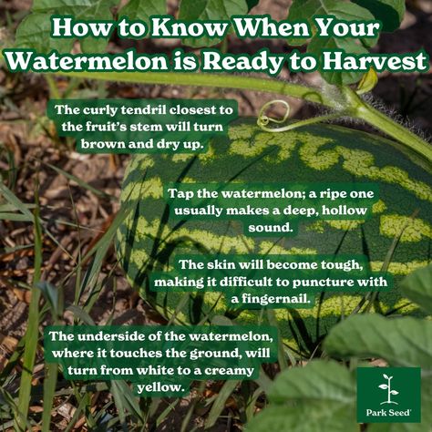 Harvesting watermelons is all about timing! 🍉 - Look for a creamy yellow underside. - Check if the nearest tendril is brown and dry. - Ensure the skin is tough and hard to puncture. - Make sure the watermelon is symmetrical and firm. Happy gardening! 🌱 #GardeningTips #WatermelonHarvest #HomeGrownDelight #gardening #growyourownveggies #parkseed #fromseedtospoon #gardenlife #seedstarting #garden #plants #growyourownfood #grow #seedtospoon #seeds #LetsGrowTogether #letsgrowsomethinggood Grow Your Own Food, Seed Starting, Grow Your Own, The Skin, Gardening Tips, How To Know, Make Sure, Garden Plants, All About Time