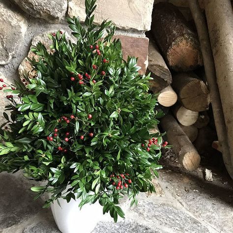 How to Make a Holiday Boxwood Tree - FineGardening Hypertufa Trough, Grow Raspberries, Christmas Boxwood, Paint Clay, Boxwood Tree, Short Plants, Garden Lanterns, Fine Gardening, Container Design