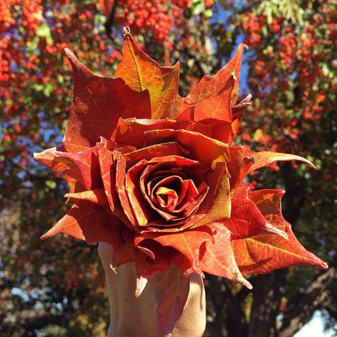 Turn colorful autumn leaves into a rose bouquet - tutorial | Five Marigolds Leaf Roses Autumn Leaves, Autumn Leaves Bouquet, Umbrella Project, Leaf Roses, Autumn Celebration, Autumn Diy, Autumn Bouquet, Bouquet Tutorial, Leaves Falling