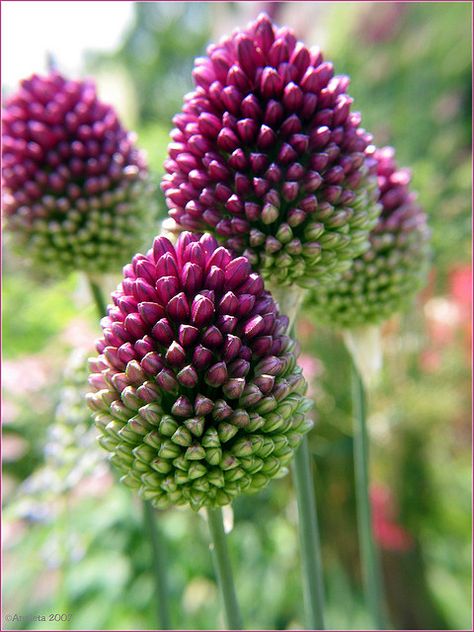 pretty flowers Drumstick Allium, Allium Sphaerocephalon, Bulb Flowers, Ranunculus, Exotic Flowers, Beautiful Blooms, Cut Flowers, Amazing Flowers, Love Flowers