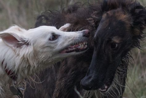 Dog Poetry, Borzoi Dog, Dog Motif, Animal Study, Silly Things, Pretty Animals, Bad Dog, Arte Inspo, Laugh Out Loud