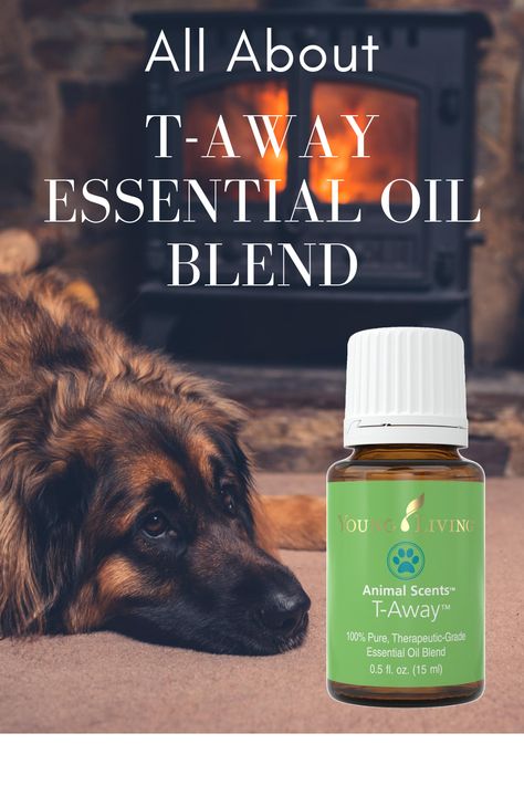 T-Away essential oil blend is an oil from Young Living's Animal Scents line. Learn more about T-Away and how to use it. #Taway #EssentialOil #essentialoiluses #essentialoilbenefits | EOGuys.com Young Living Pets, Crunchy Life, Eo Blends, Essential Oils Dogs, Young Living Diffuser, Dog Remedies, Essential Oil Remedy, Yl Oils, Yl Essential Oils