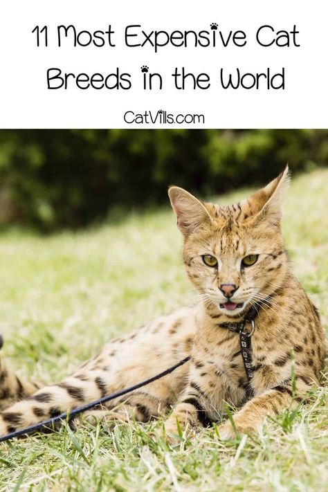 Big House Cats, Black Cat Breeds, Best Cat Breeds, Large Cat Breeds, Asian Leopard Cat, Hybrid Cat, Rare Cats, Leopard Cat, Cat Hacks