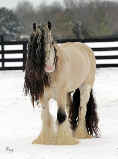 TASKIN - CHAMPAGNE/BUTTERMILK  BUCKSKIN GYPSY VANNER STALLION  #GypsyVannerHorses Most Beautiful Horses, Majestic Horse, All The Pretty Horses, Horse Crazy, Clydesdale, Draft Horses, Cute Horses, Pretty Horses, Horse Pictures