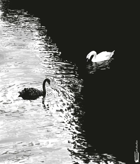 Black And White Swan Painting, Principles Of Design Contrast, Swan Quotes, Swan Pictures, Swan Wallpaper, Farming Guide, Swan Art, Swan Painting, Swans Art