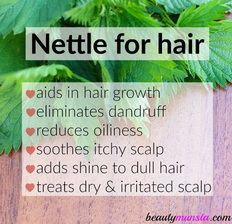 Benefits of Stinging Nettle for Hair Growth Benefits Of Stinging Nettle, Super Hair Growth, Hair Growth Foods, Hair Growth Secrets, Stinging Nettle, Vitamins For Hair Growth, Hair Growth Shampoo, Hair Remedies For Growth, Hair Rinse