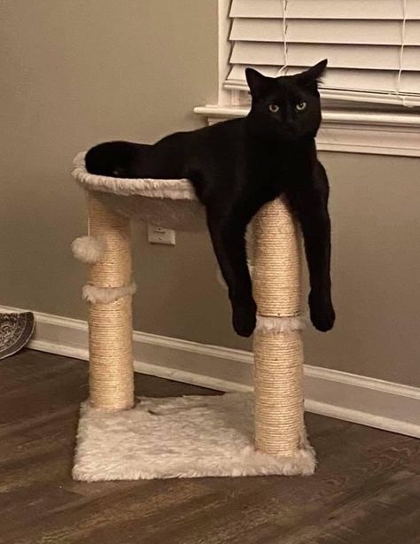 Bombay Cat Aesthetic, Cats Goofy, Bombay Cat, Black Cat Aesthetic, Crazy Ideas, Hilarious Photos, Lil Baby, Cat Aesthetic, I Love Cats